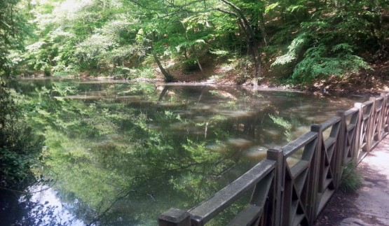 Belgrad Ormanları'nda neler oluyor? 2