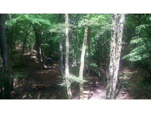 Belgrad Ormanları'nda neler oluyor?