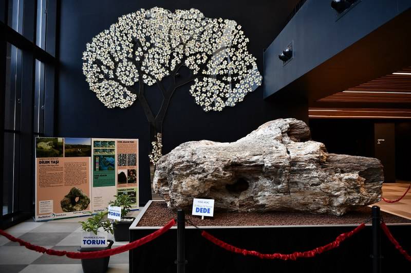 TÜRKİYE’NİN EN BÜYÜK FOSİL AĞACI BEYLİKDÜZÜ’NDE 5