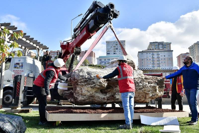 TÜRKİYE’NİN EN BÜYÜK FOSİL AĞACI BEYLİKDÜZÜ’NDE 6