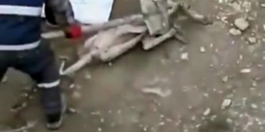 Bulanık'ta köpeğe eziyet görüntülerine suç duyurusu