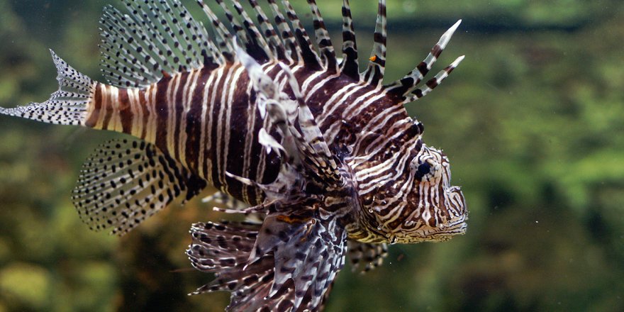 Ayağına düşen 'aslan balığı' öldürüyordu