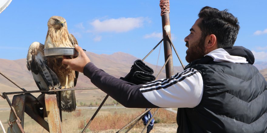 AKIMA KAPILIP YARALANAN KIZIL ŞAHİNE ŞANTİYE BEKÇİSİ SAHİP ÇIKTI