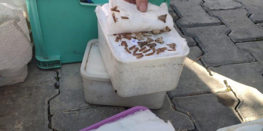 AĞRI'DA MACARİSTANLI 2 KİŞİYE BİYOKAÇAKÇILIK CEZASI