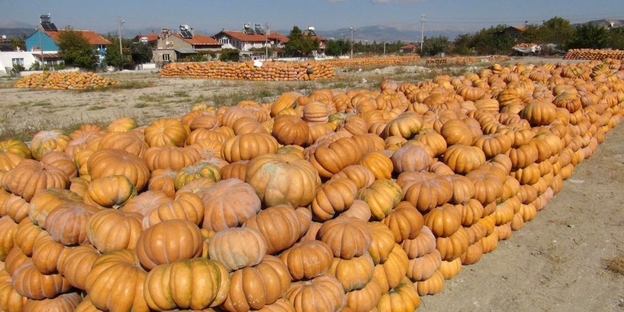 BURDURLU BAL KABAĞI ÜRETİCİSİ, ALICI BEKLİYOR