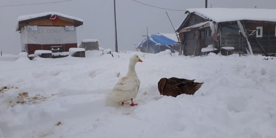 RİZE'DE KAR NEDENİYLE YAYLADA MAHSUR KALANLAR İÇİN ÇALIŞMA BAŞLATILDI