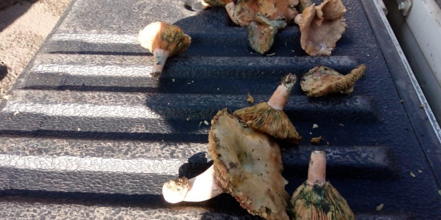 ZONGULDAK'TA ZABITADAN MANTAR DENETİMİ