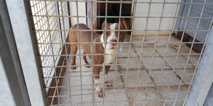 ORDU'DA, BARINAKTAKİ TEPKİ ÇEKEN GÖRÜNTÜLERE SORUŞTURMA (2)