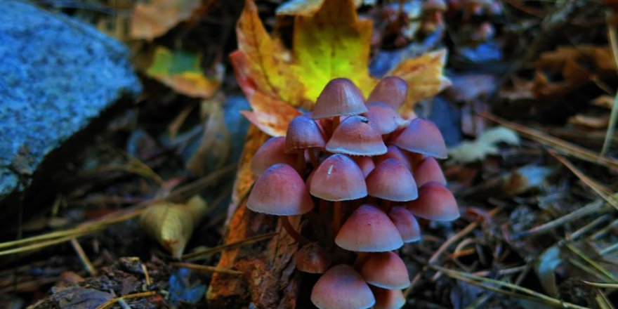 KAZDAĞLARI'NDA SONBAHARIN RENKLERİ