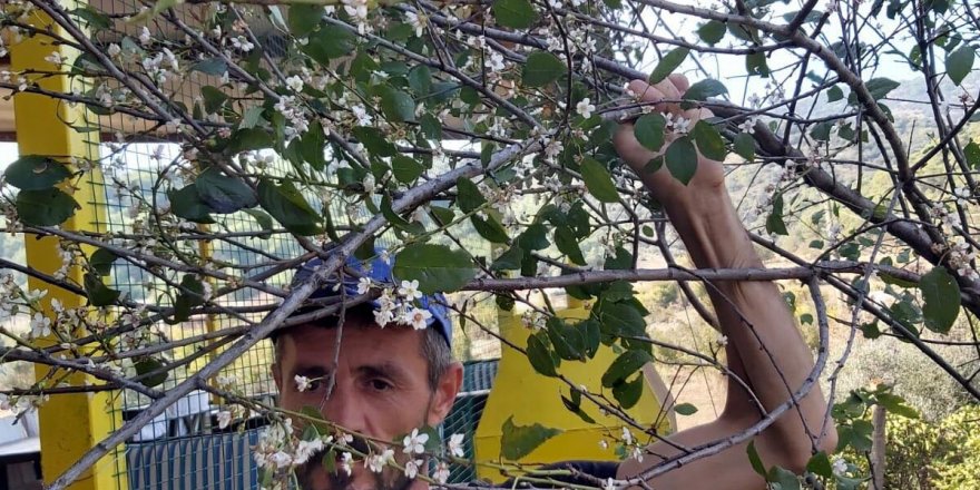ERİK AĞACI, KASIM AYINDA ÇİÇEK AÇTI