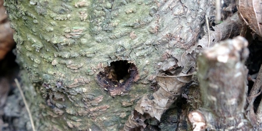 FINDIKTA ‘DRAKULA’ İLE MÜCADELEYE DEVLET DESTEĞİ ÜRETİCİYİ SEVİNDİRDİ