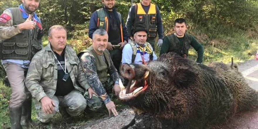 AVLADIKLARI 400 KİLOLUK DOMUZ İLE HATIRA FOTOĞRAFI ÇEKTİRDİLER