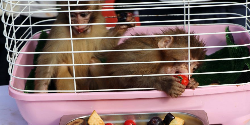 SINIRDA YAKALANAN MAYMUNLARA 'FISTIK' VE 'ZEYTİN' İSMİ VERİLDİ