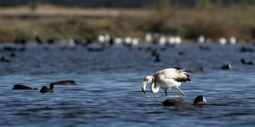 BÜYÜKÇEKMECE GÖLÜ'NÜN SÜRPRİZ KONUKLARI