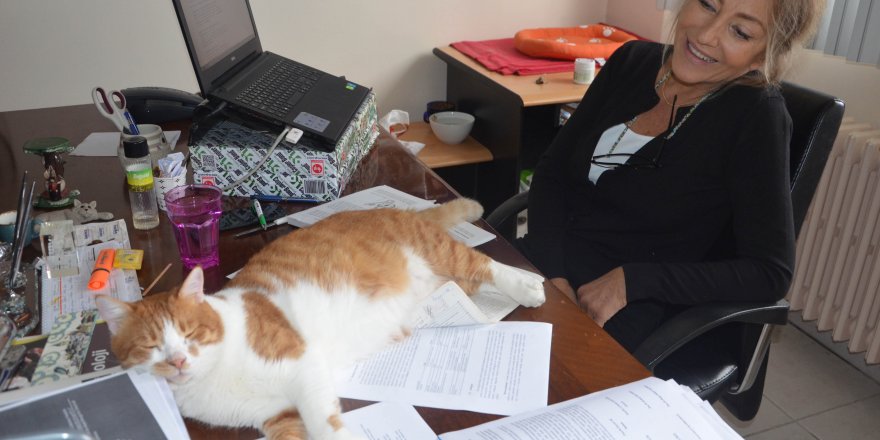 KEDİ TIRMIĞI HASTALIĞINA DİKKAT; TIRMALAMADAN DEĞİL PİRELERDEN KAYNAKLANIYOR
