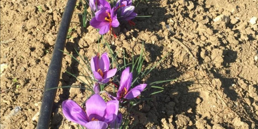 TOPRAKSIZ TARIM TESİSİ’NDE DENEME EKİMLERİ BAŞLADI