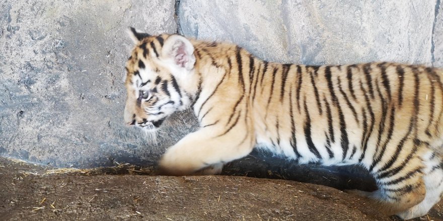 ASLAN PARK’TA 4 ASLAN VE 3 KAPLAN YAVRUSU DÜNYAYA GELDİ