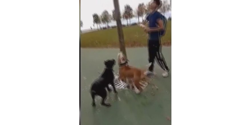 MALTEPE'DE HAYVANSEVERLERİN TEPKİSİNE NEDEN OLAN VAHŞET