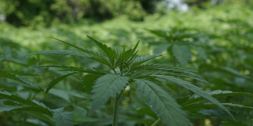 "OKSİJEN DEPOSU KENEVİRİN EKİMİ TEŞVİK EDİLMELİ"