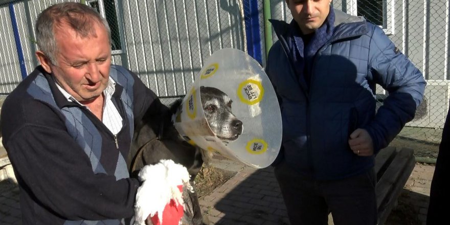 HAYVAN BARINAĞINDA PİTBULL DEHŞETİ