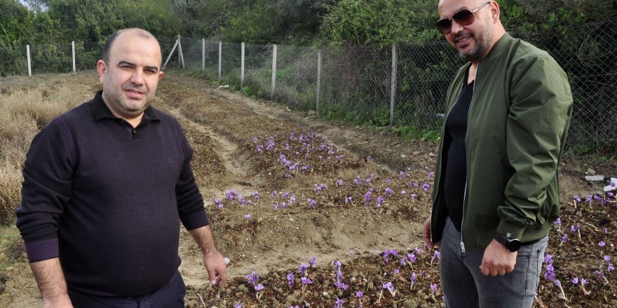 İKİ GİRİŞİMCİ ARKADAŞ, SAFRAN VE SALEP BİTKİSİ YETİŞTİRDİ