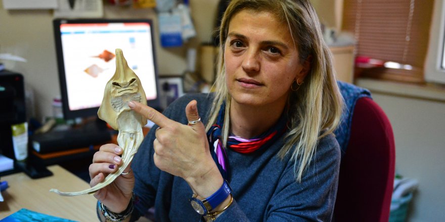 İNSAN YÜZLÜ SAPAN BALIĞININ NESLİ TEHLİKE ALTINDA 