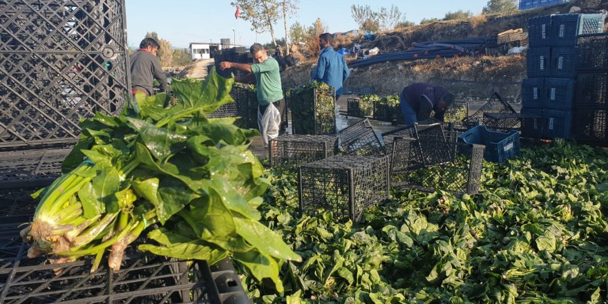 KADİRLİ'DE ISPANAK HASADI BURUK BAŞLADI