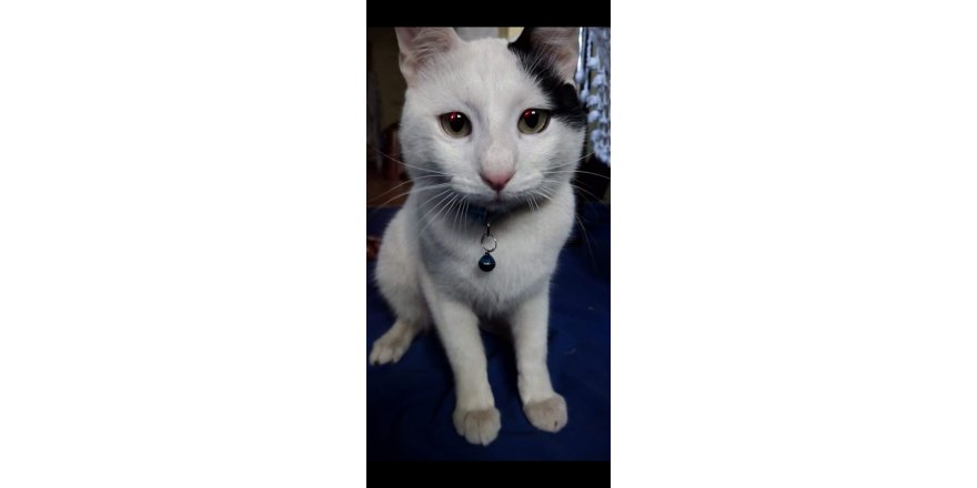 KAYIP KEDİLERİ 'BIDIK'IN BULUNMASINI İSTİYORLAR