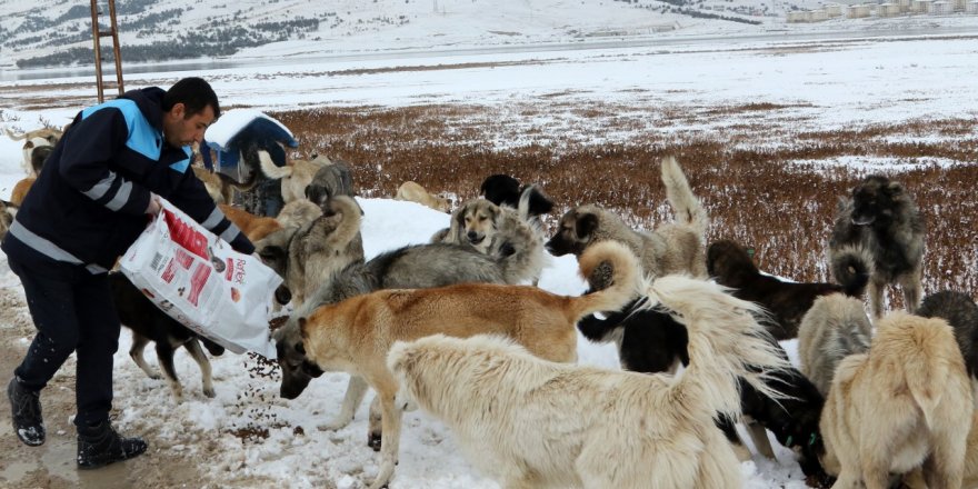 VAN'DA SOKAK VE YABAN HAYVANLARI İÇİN YİYECEK BIRAKILDI
