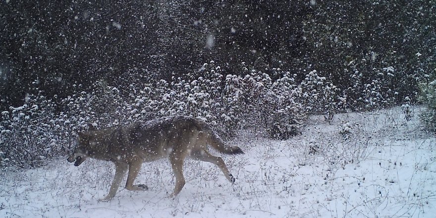 AFYONKARAHİSAR'DA YABAN HAYATI FOTOKAPANA YANSIDI