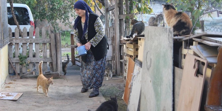 Evinde Onlarca Kedi Besleyen Fedakâr Kadının Mama Çağrısı