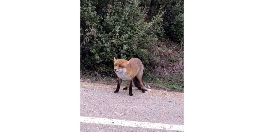 YOLA ÇIKAN TİLKİYİ BESLEDİ