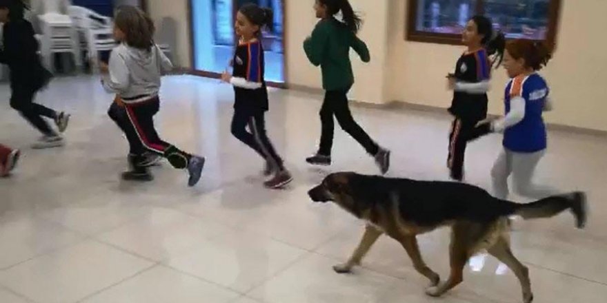 VOLEYBOL TAKIMININ ANTRENMANINDA SOKAK KÖPEĞİ SÜRPRİZİ