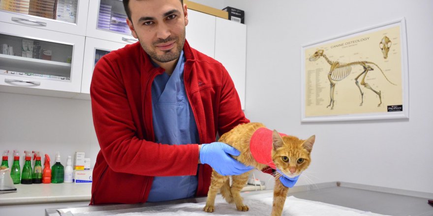 HAVALI TÜFEKLE VURULAN KEDİNİN SAĞ ÖN BACAĞI AMPUTE EDİLDİ