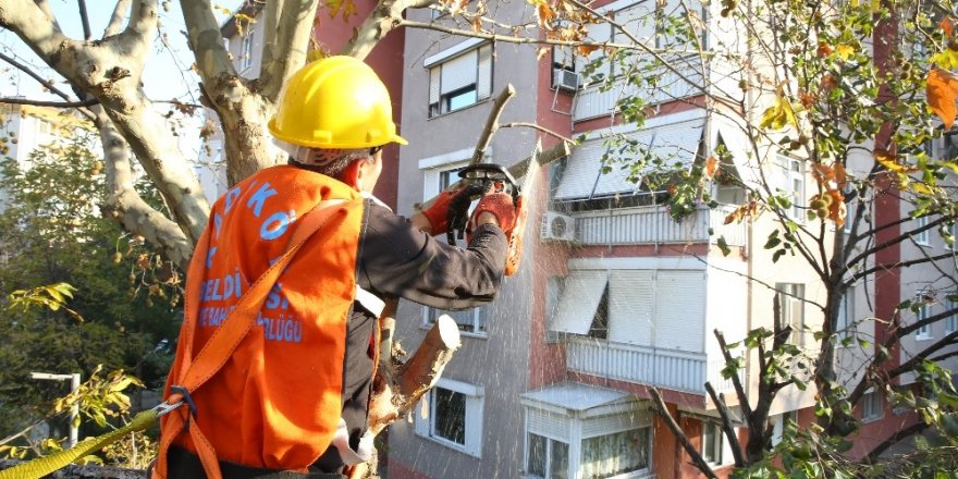 Kadıköy Belediyesi’nin Ağaç Budama Çalışmaları Devam Ediyor