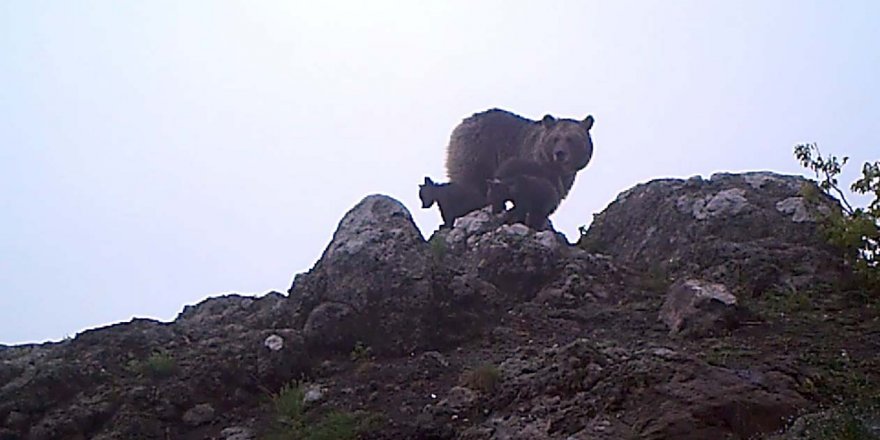 ARTVİN'DE AYI İLE 3 YAVRUSU FOTO KAPANA TAKILDI
