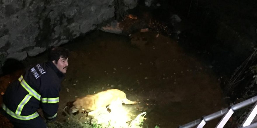 DERE YATAĞINA DÜŞEN KÖPEĞİ İTFAİYE EKİPLERİ KURTARDI