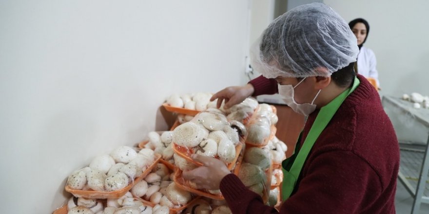 Mantar Üretim Atölyesi, Fabrika Gibi Çalışıyor