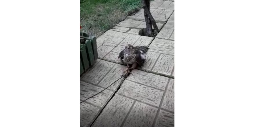 GÜVERCİNLERİNİ ÖLDÜREN ATMACAYI YAKALADI 'SENİ NASIL YAKALADIM' DEDİ