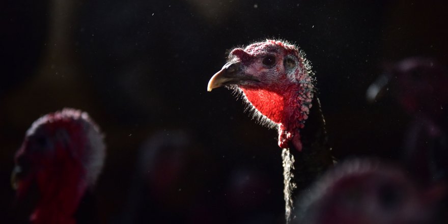 YENİ YILA YAKLAŞIRKEN HİNDİ SATIŞLARI BAŞLADI