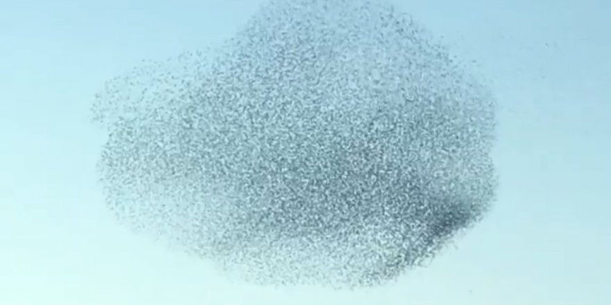 SIĞIRCIK KUŞLARININ DANSI