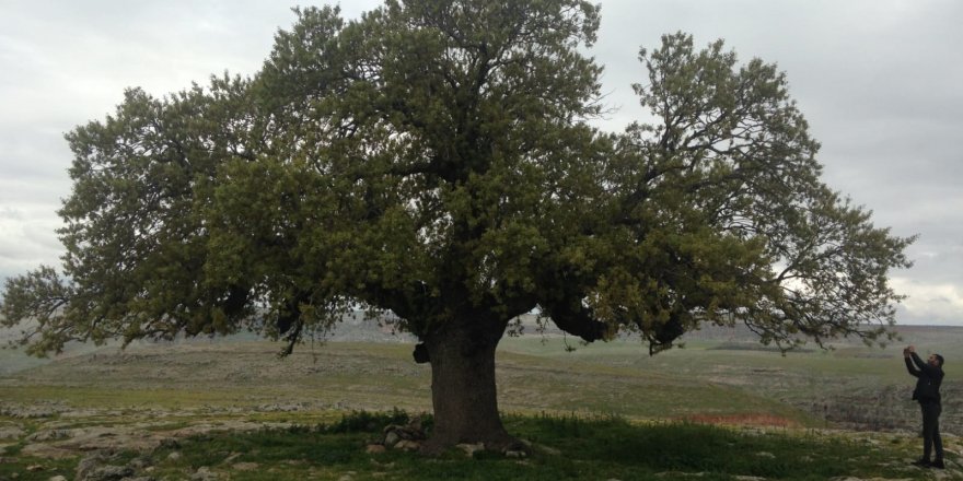250 YILLIK MEŞE AĞACINA KORUMA KARARI