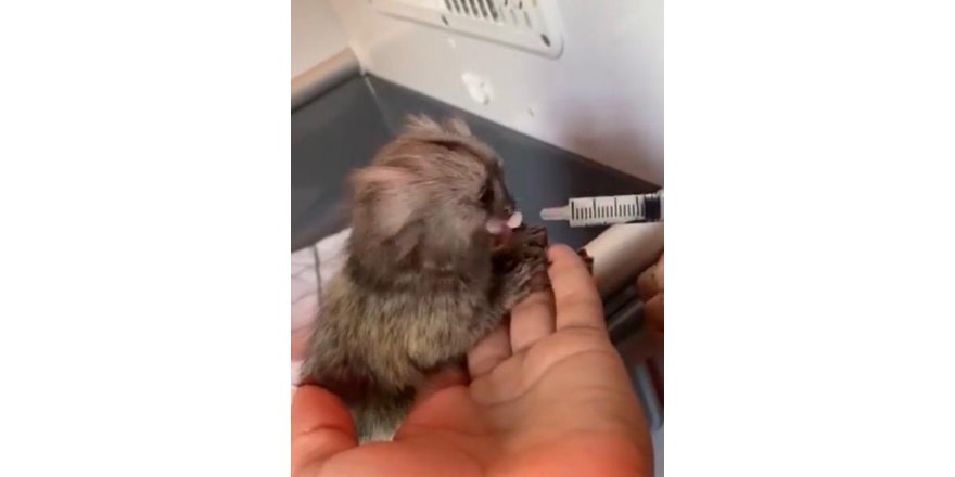 PİTON YILANI VE PARMAK MAYMUN KORUMAYA ALINDI