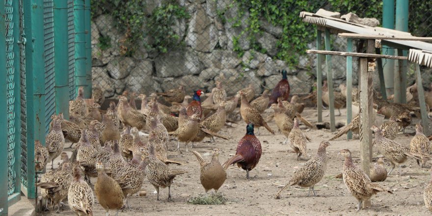 2019'DA 97 BİN SÜLÜN VE KEKLİK DOĞAYA SALINDI