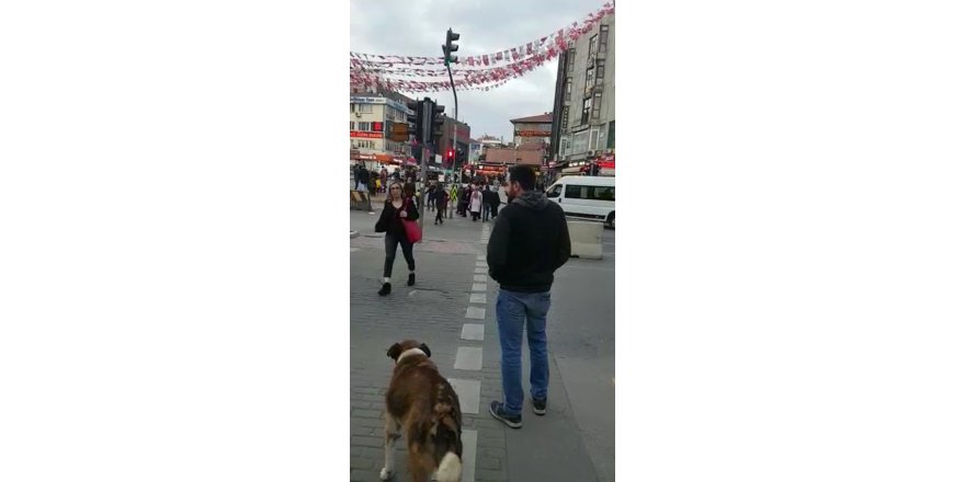 Köpekten İnsanlara Trafik Işığı Dersi Kamerada