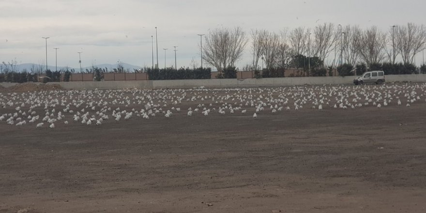 Lodos Martıları Da Vurdu