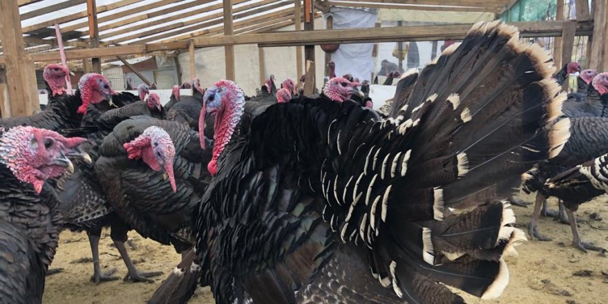 SATTIĞI HİNDİLERE İSİM KOYDU: “MİCHAEL VE FATOŞ”