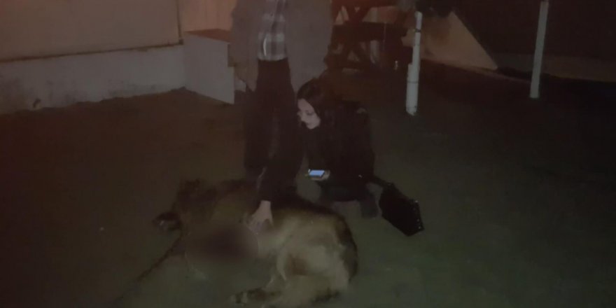 SİLİVRİ'DE SİLAHLA ÖLDÜRÜLMÜŞ KÖPEĞİNİ GÖREN KADIN SİNİR KRİZİ GEÇİRDİ