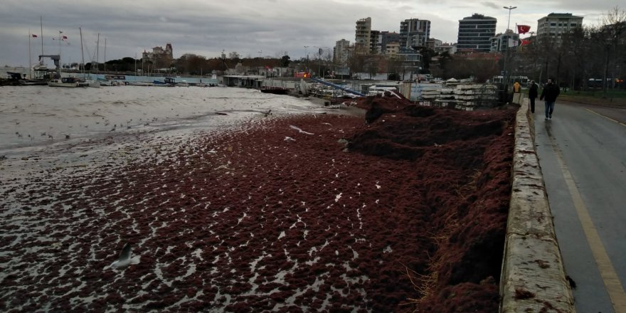 CADDEBOSTAN SAHİLİNİ KIRMIZI YOSUNLAR SARDI