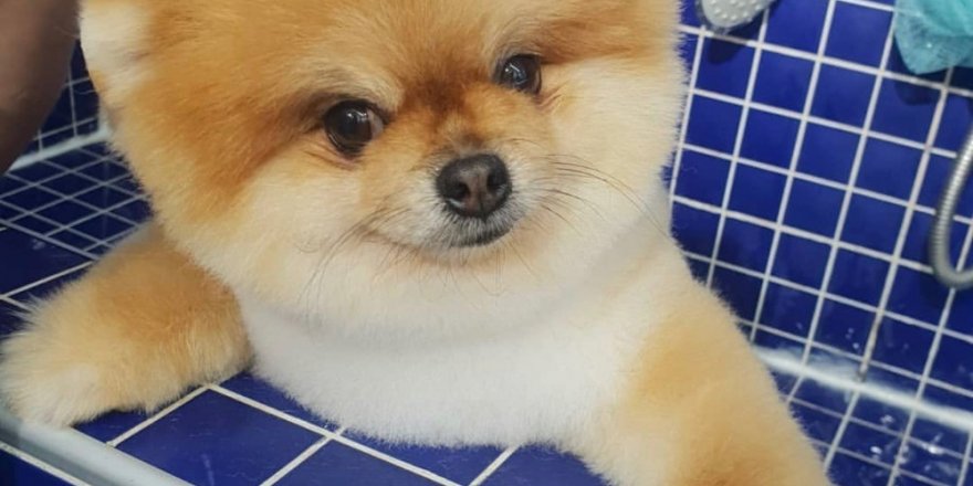 Köpeklere Özel Güzellik Merkezleri İlgi Görüyor